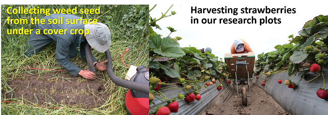 /ARSUserFiles/21904/Photos/weed seed and strawberry harvest rs.png